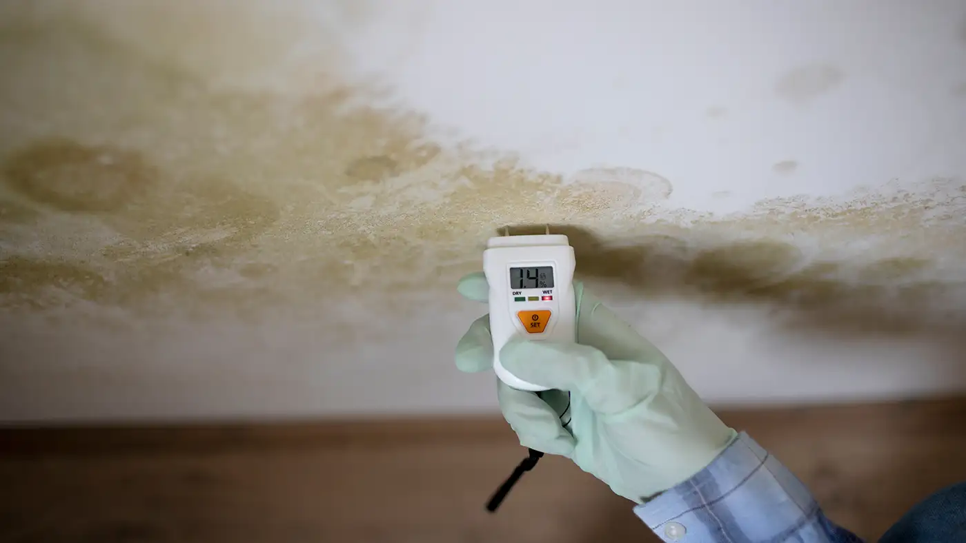 Schimmel in Wohnungen: Erste repräsentative Studie deckt alarmierende Zahlen auf