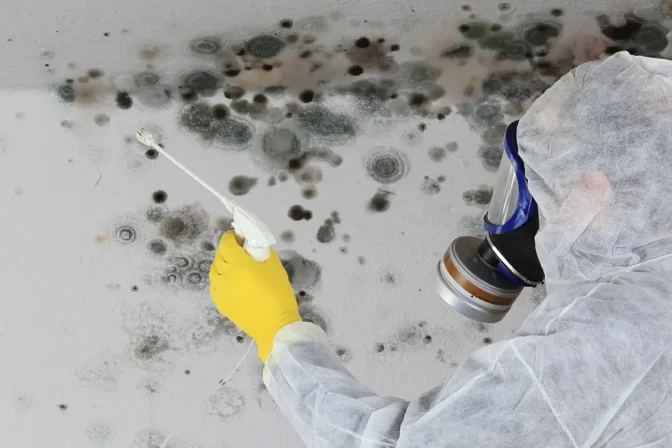 Schimmelpilzsanierung: Ein verantwortungsvolles Geschäftsfeld für qualifizierte Maler