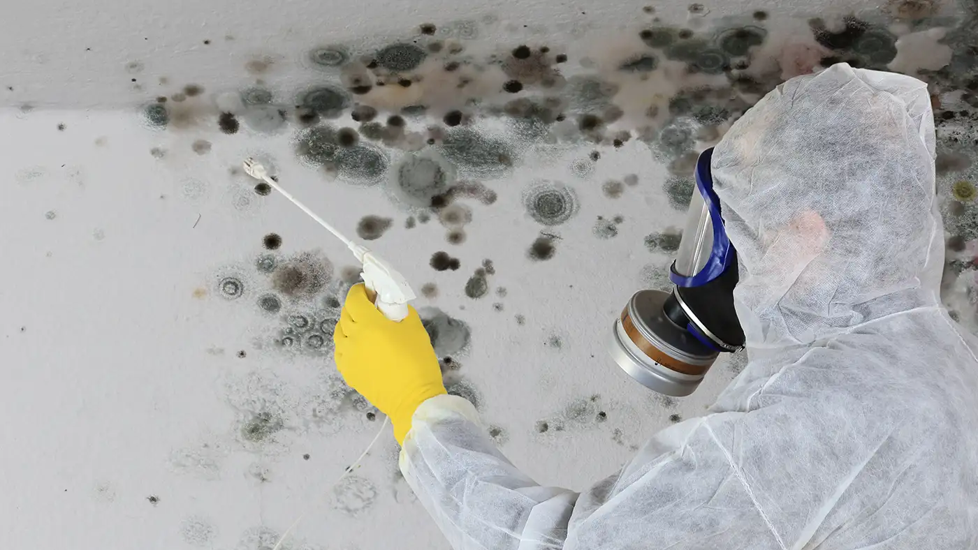 Schimmelpilzsanierung: Ein verantwortungsvolles Geschäftsfeld für qualifizierte Maler